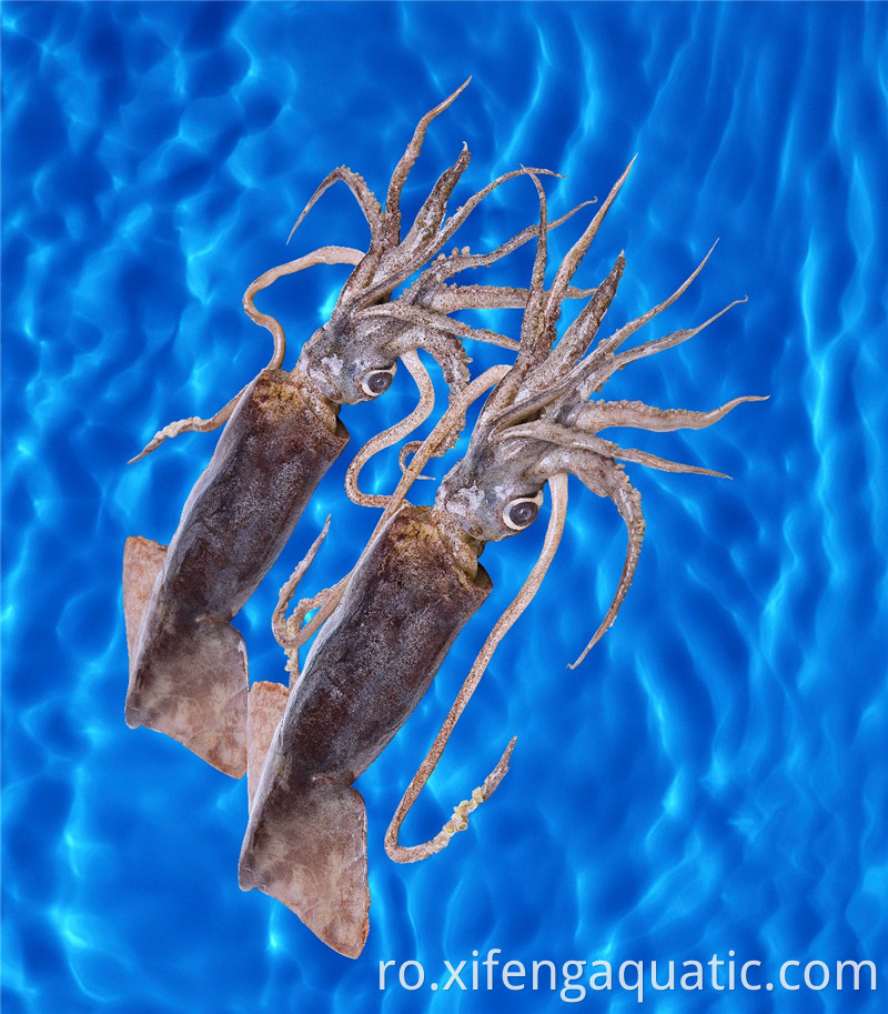 Dosidicus Gigas Dosidicus Gigas